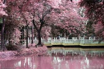 Japanese Garden Wallpaper