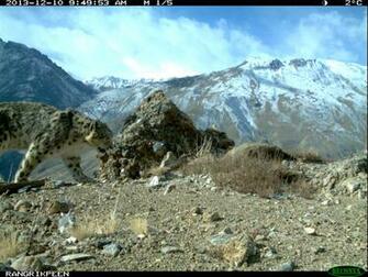 Photos By Ncf India Snow Leopard Trust Himachal Pradesh