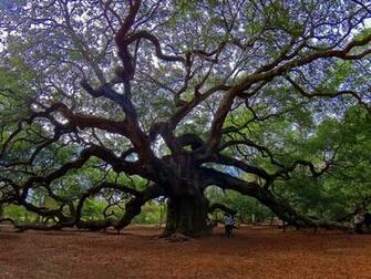 Angel Oak Tree Wallpaper X Net