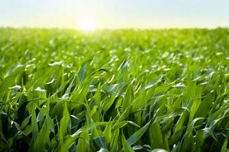 Illinois Corn Field Wallpaper