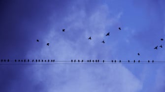 Birds Flying Wallpaper