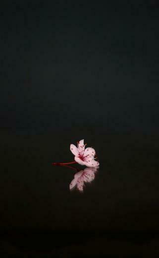 Une Fleur Sur Du Noir With Image Flower Wallpaper Nature