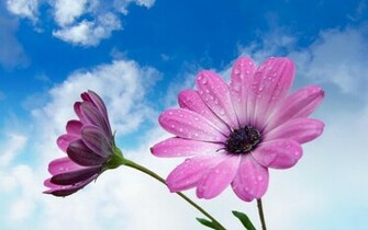 Flowers For Flower Lovers Beautiful Wallpaper