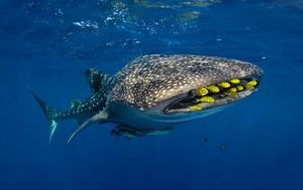 Whale Fish HD Wallpaper Image