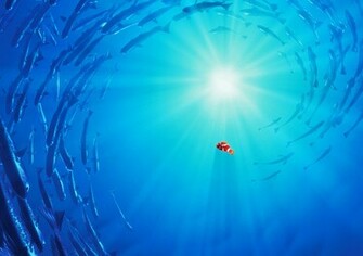 Family Comedy Drama Disney 1finding Nemo Wallpaper Background