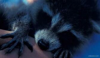 Sad Raccoon Widescreen Wallpaper