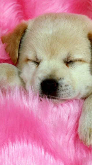 A Puppy Sleeping On Pink Blanket Wallpaper