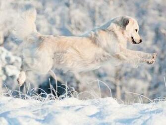 Pin Hunde Wallpaper