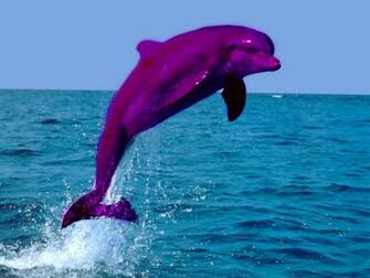 Pink Dolphins Jumping HD Wallpaper Background Image