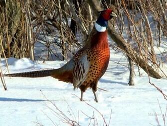M Nnliche Ring Neck Pheasant Vektorgrafik