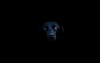 Black Dog Wallpaper Desktop