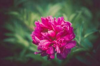 Carnation Wallpaper