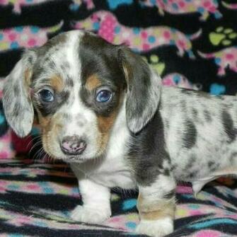 Black And White Dachshund Movdata