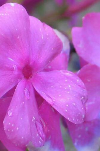 Pink Flower Ipod Touch Wallpaper Background And Theme