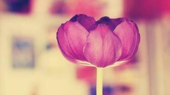 Wallpaper Tulip Flower Stem Bud Light Grass HD