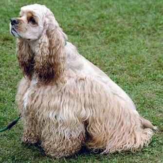 Cocker Spaniel Photos And Wallpaper The Beautiful American