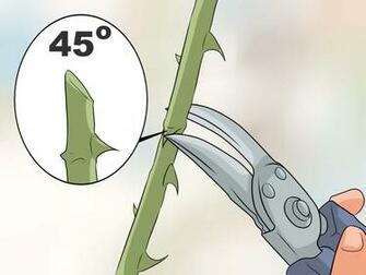 Deadhead Roses Steps With Pictures Wikihow