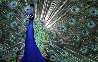 Keywords Peacock Wallpaper Desktopwallpaper