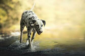 Dalmatian Wallpaper