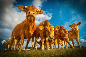 Farm Animals Wallpaper