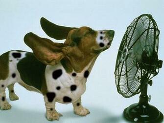 Funny Dog Wallpaper Computer S