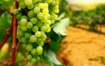 Grapes Fruit Wallpaper HD Desktop Image One