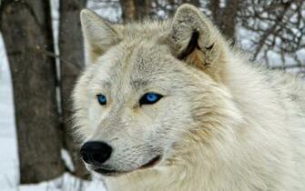 White Wolf Wallpaper