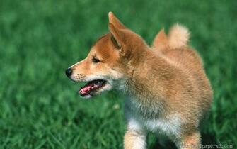 Shiba Inu Animal Wallpaper Windows Xp