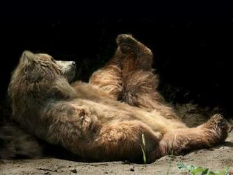 Kodiak Bear Graphics Code Comments Pictures