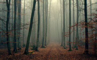 Foggy Forest Background Wallpaper