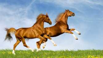 Running Horses Wallpaper