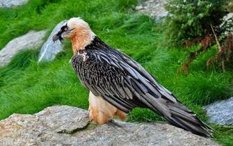 Vulture Wallpaper