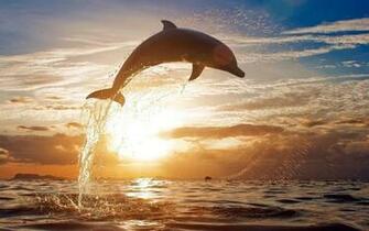 HD Dolphins Wallpaper And Photos Animals