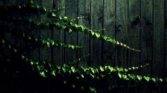 Landscape Image Nature Background Leaves Wood Vines