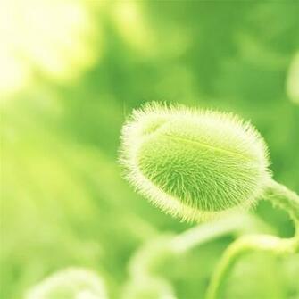 Pureness Spring iPad Air Wallpaper iPhone