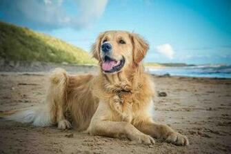 Golden Retriever Wallpaper Android Apps On Google Play