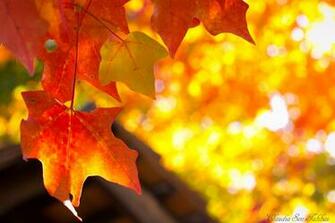 Fall Background For Mac Golden Autumn Wallpaper Apple Background