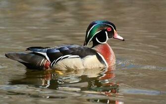 Wood Duck Wallpaper