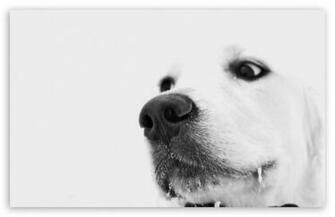 White Dog Winter T2 Large HD Desktop Wallpaper