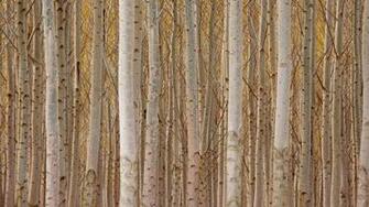 Forest Of White Tree Trunks Wallpaper
