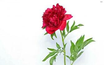 Peony Wallpaper Flower