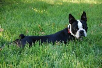 Boston Terrier Wallpaper