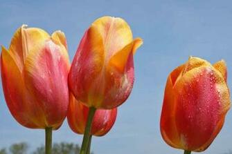 Beautiful Flower Nature Scenery Wallpaper Tulups Background