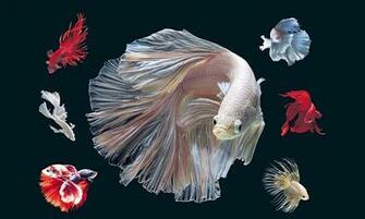 Betta Siamese Fighting Fish Colorful Tropical Wallpaper