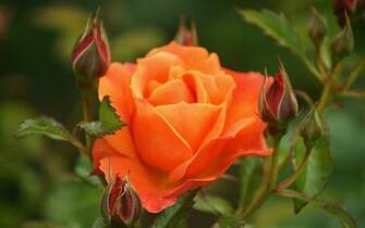 Orange Rose Wallpaper HD Pictures Flowers Most