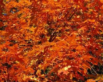 Orange Leaves Autumn Photography Desktop Wallpaper S