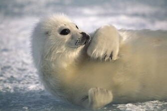 Baby Seal Wallpaper