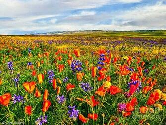 California Poppy