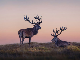 Two Reindeers Wallpaper Resolution HD 4k Image