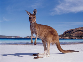 Kangaroo Wallpaper Australian Kangaroos HD